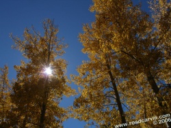 Woodfords area - sun through trees