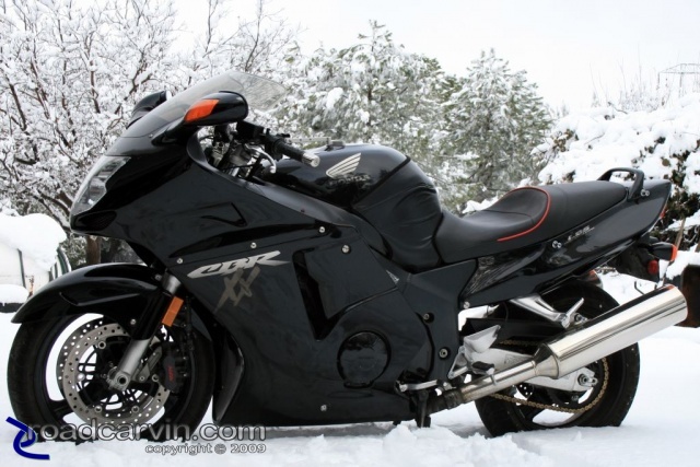 Snow Bird